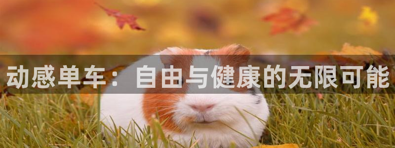 中山熊猫体育