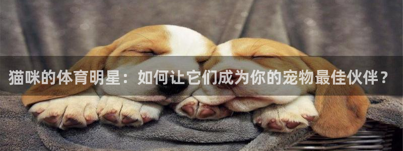 动感熊猫体育公园：猫咪的体育明星：如何让它们成为你的宠物最佳伙伴？